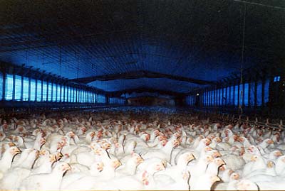Tyson Chicken alliance with makers of FreshPet Select Factory farmed birds ending up in your pets meals?