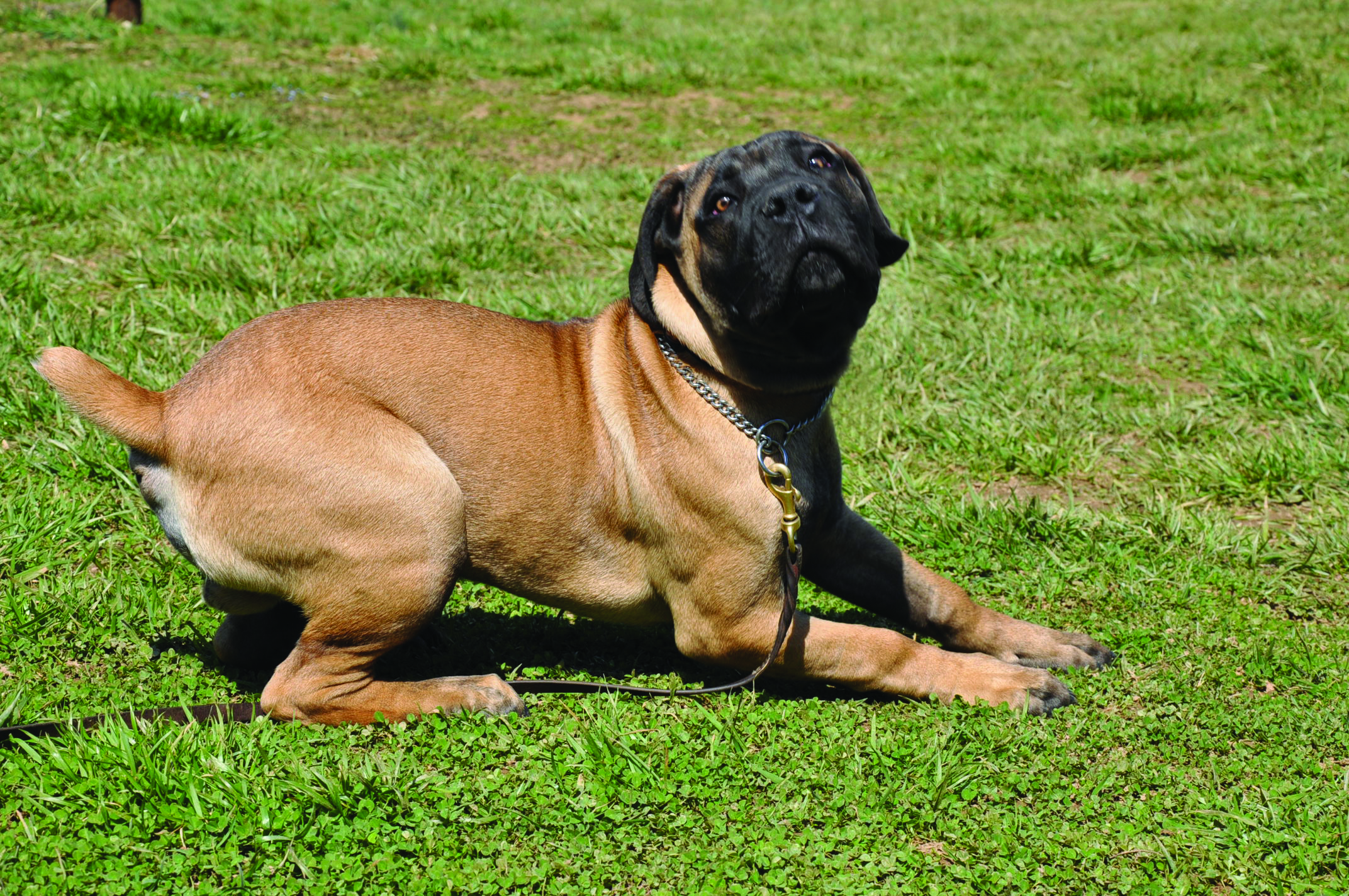 Tobi 4 mos Coeur d'Lion K9 Behavior Management