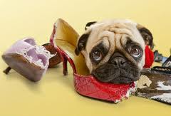 dog chewing problems Dog problem chewing