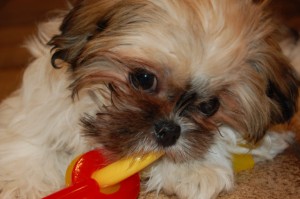 "Right Start" Puppy Training Programs