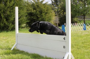 Utility Directed Jumping Directed Jumping exercise