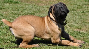 Maryland Vacation Training Camp for Dogs with Boerboel puppy