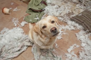 K9-11 Dog Behavior Counseling in Maryland