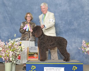 GrCH Dublin Irish Water Spaniel Irish Water Spaniel