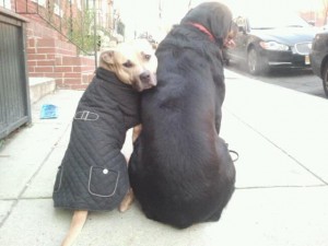 Dog training in the winter-time with Maryland dog trainer