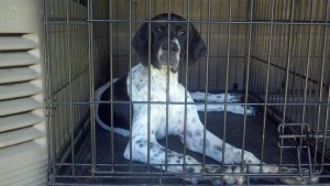 Crate Training for your Adult Dog or Puppy