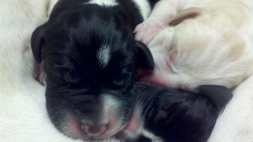 preparing for a new puppy preparing for a new puppy preparing for a new puppy preparing for a new puppy