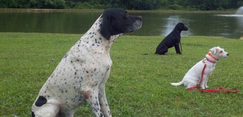 Off leash reliability is every owners goal2